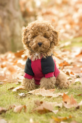 Portrait of dressed apricot toy poodle in autumn with leaves in the park.