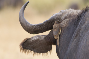 Red-billed oxpecker and African Buffalo (Buphagus erythrorhynchu