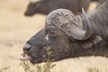 Lunch time - African Buffalo (Syncerus caffer)