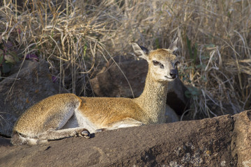 Klipspringer (Oreotragus oreotragus)