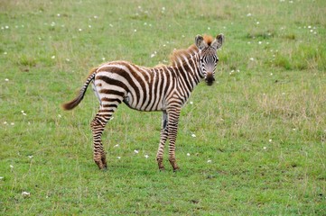Fototapeta na wymiar Zebrababy in der Masai Mara - Kenia