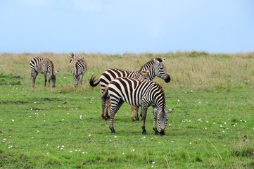 Obraz na płótnie Canvas Zebras mit Jungtieren in der Masai Mara - Kenia