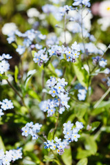 Forget-me-not flowers