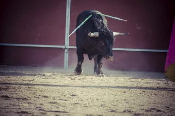 Fotobehang spectacle of bullfighting, where a bull fighting a bullfighter S © Outsiderzone