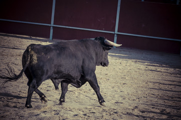 spectacle of bullfighting, where a bull fighting a bullfighter S