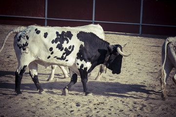spectacle of bullfighting, where a bull fighting a bullfighter S