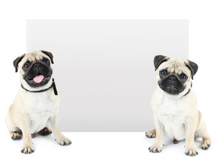 Cute pug dogs with place for text isolated on white
