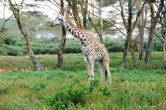 Giraffen am  Lake Naivasha - Kenia 