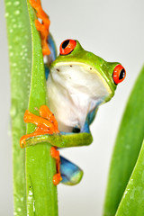 Obraz premium Red eye frog