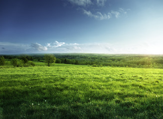 field of spring grass and forest