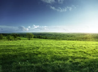 Behangcirkel field of spring grass and forest © Iakov Kalinin
