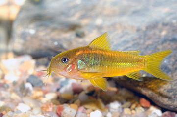 Obraz na płótnie Canvas Corydoras fish