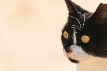 Fototapeta premium Close up view of cat.