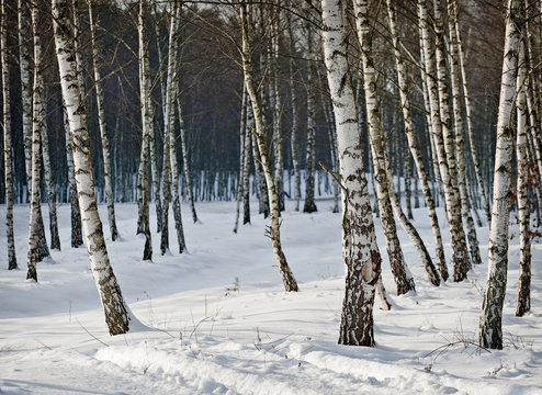 Fototapeta Birch forest in winter.