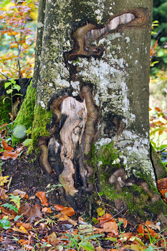 Damaged trunk caused by logging operation.