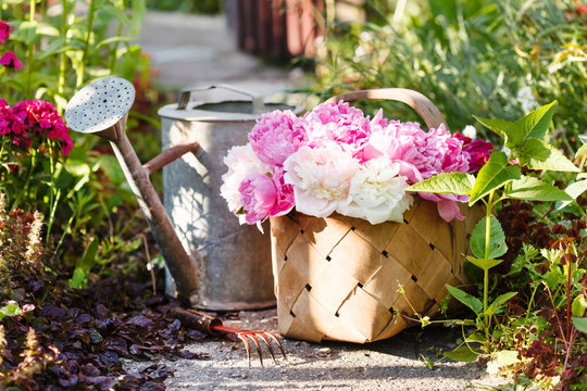 Fototapeta peonies in basket