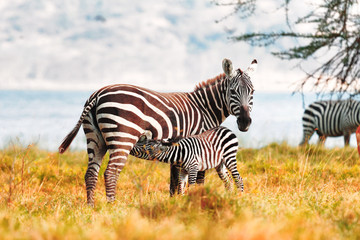 Fototapeta na wymiar Zebra and Foal