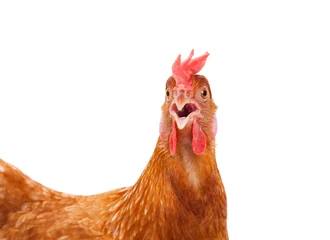 Foto op Plexiglas Kip hoofd van kip kip schok en grappige verrassende geïsoleerde witte ba