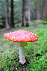 The fly Amanita in the Forest