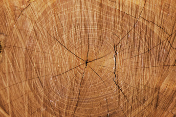 texture di un tronco tagliato