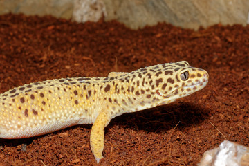 Gecko