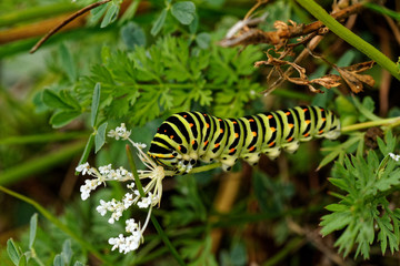 Colored caterpillar