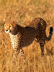 Naklejka premium Male cheetah in Masai Mara