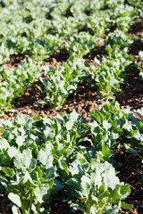 fresh chinese kale vegetable on farm