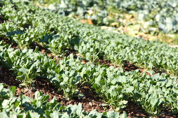 fresh chinese kale vegetable on farm