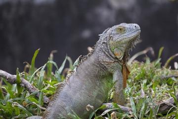 Big green iguana climbing on grass