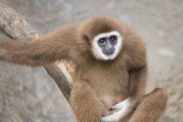 Brown gibbon sitting on the branch