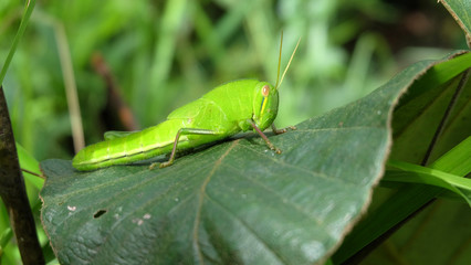 closeup grasshopper on green leaf