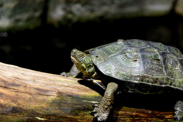 Obraz premium イシガメ