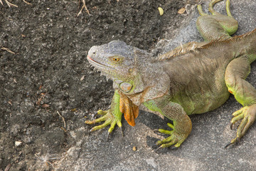 Big green iguana climbing on the ground