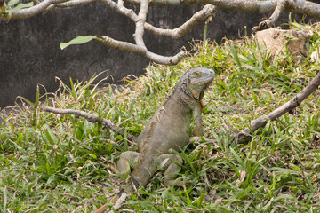 Big green iguana climbing on grass