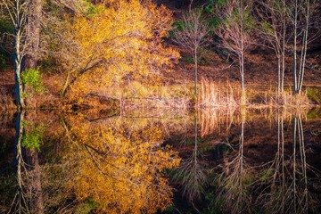 Lake Reflections