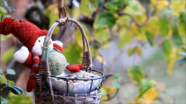 Meisen picken Futter aus Korb mit Puppe, winter 