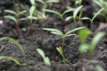 Young sprout in springtime