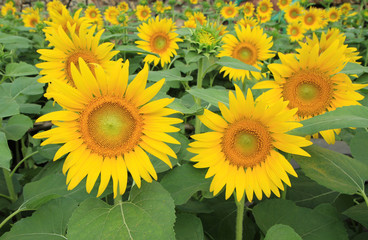 Obraz premium Sunflower field