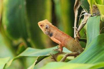 Obraz premium Orange Lizard