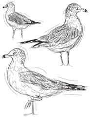 Fototapeta premium Seagull sketches