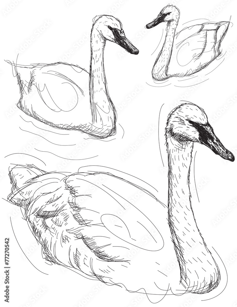 Wall mural Swan sketches