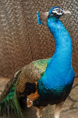 Blue peacock