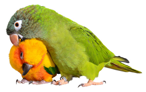 Conure Parrots