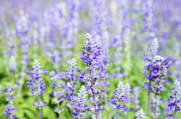 Lavender field with shallow DOF
