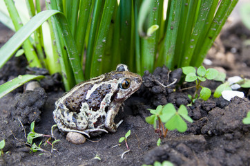 Obraz premium Toad