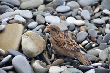 Sparrow on the beach in Sochi