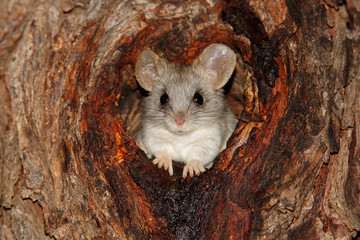 Acacia tree rat (Thallomys paedulcus) © EcoView