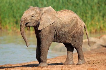 Elephant at waterhole, Addo Elephant National Park