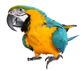 Abwaschbare Fototapete Papagei Blauer und goldener Ara